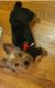 Yorkshire Terrier Puppies for sale in South Plainfield, NJ 07080, USA. price: $2,500