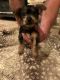 Yorkshire Terrier Puppies for sale in Santa Fe, TX, USA. price: $12,001,400