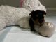 Yorkshire Terrier Puppies for sale in Conyers, GA 30013, USA. price: NA