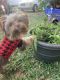 Yorkshire Terrier Puppies for sale in New Smyrna Beach, FL, USA. price: NA