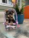 Yorkshire Terrier Puppies for sale in Kenvil, Roxbury Township, NJ, USA. price: $1,900