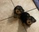 Yorkshire Terrier Puppies for sale in Clinton, IA, USA. price: $1,000