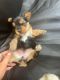 Yorkshire Terrier Puppies for sale in Chester, WV 26034, USA. price: $2,000