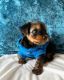 Yorkshire Terrier Puppies for sale in Cypress, TX, USA. price: NA
