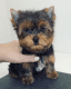 Yorkshire Terrier Puppies for sale in Pensacola, FL, USA. price: $1,800
