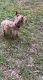 Yorkshire Terrier Puppies for sale in Newport News, VA, USA. price: $500