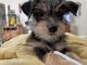 Yorkshire Terrier Puppies for sale in Harris Rd, Bakersfield, CA, USA. price: NA