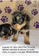Yorkshire Terrier Puppies for sale in North Chesterfield, VA 23224, USA. price: $1,500