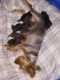 Yorkshire Terrier Puppies for sale in Denison, TX, USA. price: NA