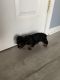 Yorkshire Terrier Puppies for sale in Charlotte, NC, USA. price: $1,300