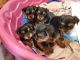 Yorkshire Terrier Puppies for sale in Zachary, LA 70791, USA. price: NA