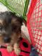 Yorkshire Terrier Puppies for sale in Cape Coral, FL, USA. price: $1,500