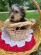 Yorkshire Terrier Puppies for sale in Cottontown, TN, USA. price: NA