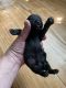 Yorkshire Terrier Puppies for sale in Caney, KS 67333, USA. price: $1,000