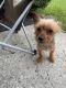 Yorkshire Terrier Puppies for sale in Henrico, VA 23294, USA. price: NA