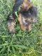 Yorkshire Terrier Puppies for sale in Clarksville, TN, USA. price: $500