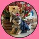 Yorkshire Terrier Puppies for sale in Cabazon, CA 92230, USA. price: NA