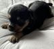 Yorkshire Terrier Puppies for sale in Brooksville, FL 34601, USA. price: $70,000