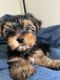 Yorkshire Terrier Puppies for sale in The Colony, TX, USA. price: $1,200