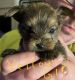 Yorkshire Terrier Puppies for sale in Sacramento, CA 95838, USA. price: $1,500