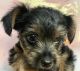 Yorkshire Terrier Puppies for sale in Omaha, NE, USA. price: $1,500