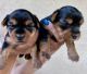 Yorkshire Terrier Puppies for sale in Sacramento, CA, USA. price: $2,000