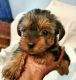 Yorkshire Terrier Puppies for sale in Dublin, GA 31021, USA. price: NA