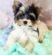 Yorkshire Terrier Puppies for sale in Melville, NY, USA. price: NA