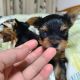 Yorkshire Terrier Puppies for sale in New York New York Casino, Las Vegas, NV 89109, USA. price: NA