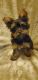 Yorkshire Terrier Puppies for sale in Willis, TX, USA. price: NA