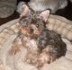 Yorkshire Terrier Puppies for sale in Red Oak, TX, USA. price: $800