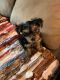 Yorkshire Terrier Puppies for sale in Tuttle, OK 73089, USA. price: NA