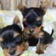 Yorkshire Terrier Puppies for sale in New York New York Casino, Las Vegas, NV 89109, USA. price: NA