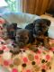 Yorkshire Terrier Puppies for sale in Tulsa, OK, USA. price: $1,100