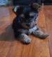 Yorkshire Terrier Puppies for sale in Hollister, CA 95023, USA. price: NA