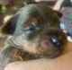 Yorkshire Terrier Puppies for sale in South Zanesville, OH 43701, USA. price: NA