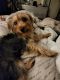 Yorkshire Terrier Puppies for sale in NO FORT MYERS, FL 33917, USA. price: NA