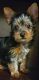 Yorkshire Terrier Puppies for sale in Modesto, CA 95354, USA. price: $3,000