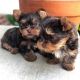 Yorkshire Terrier Puppies for sale in Charlotte, NC, USA. price: $400