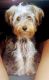Yorkshire Terrier Puppies for sale in Decatur, GA 30033, USA. price: $800