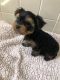 Yorkshire Terrier Puppies for sale in Brick Township, NJ, USA. price: $1,500
