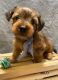 Yorkshire Terrier Puppies for sale in Hillsboro, TX 76645, USA. price: NA