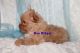 Yorkshire Terrier Puppies for sale in Leesville, LA 71446, USA. price: $1,500