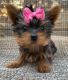 Yorkshire Terrier Puppies for sale in Sacramento, CA, USA. price: $2,200
