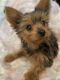 Yorkshire Terrier Puppies for sale in Sacramento, CA, USA. price: $2,000
