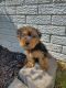 Yorkshire Terrier Puppies for sale in Marion, IN, USA. price: NA