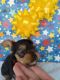 Yorkshire Terrier Puppies for sale in Williston, FL 32696, USA. price: NA