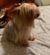 Yorkshire Terrier Puppies for sale in SE Military Dr, San Antonio, TX, USA. price: NA
