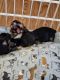 Yorkshire Terrier Puppies for sale in 157 Eva Ct, Newport News, VA 23601, USA. price: $3,000