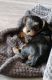 Yorkshire Terrier Puppies for sale in WV-16, Beckley, WV, USA. price: $1,500